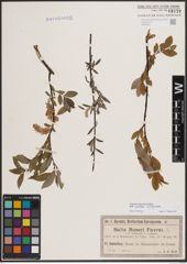 Foto von Salix foetida Schleich. ex DC. x Salix purpurea L.